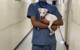 Pet Care Hospital for Dogs-CGS Hospital media 1