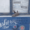 shARk