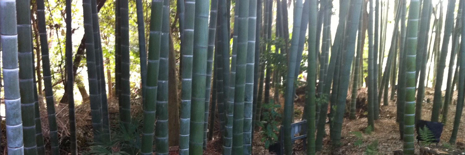 David Schneider cover