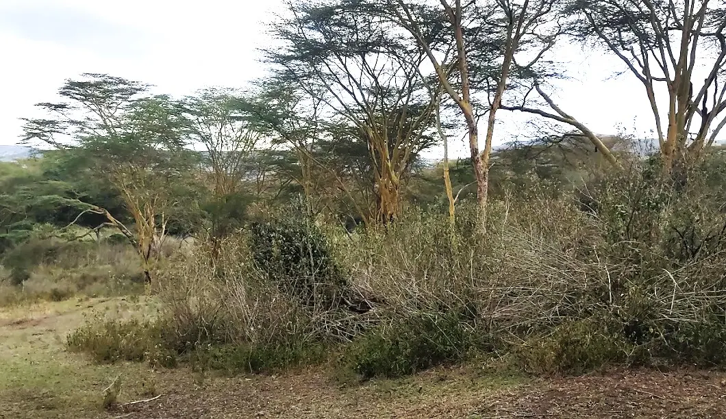 Wildlife Conservation Legacy in Kenya gallery image