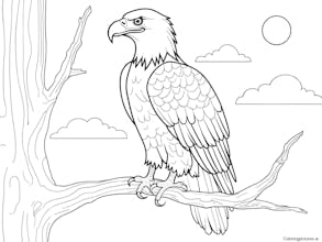 Free Coloring Pictures gallery image