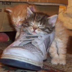 The Random Kitten Generator gallery image