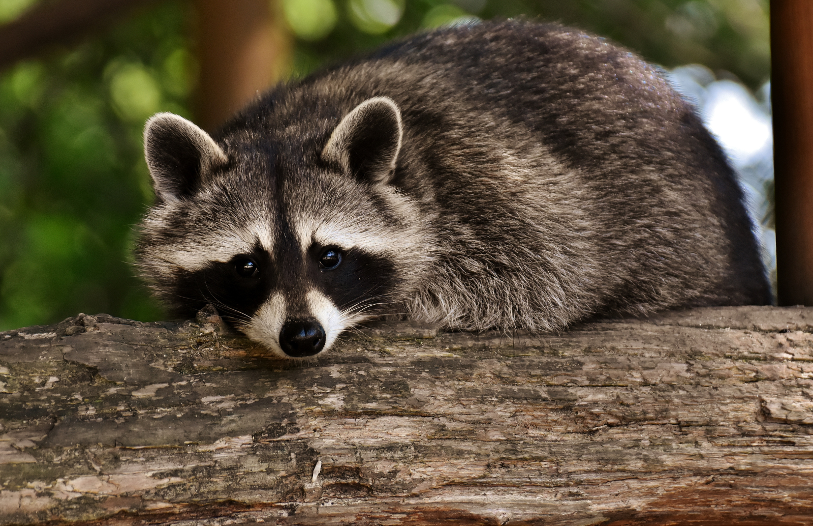 Aspen Wildlife Control - Product Hunt launch logo and brand identity