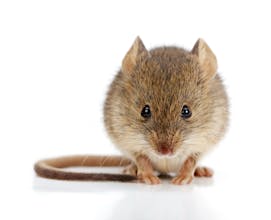 Apex Pest Control Experts Website gallery image