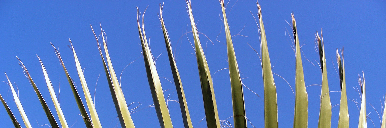 Philip Schilling cover