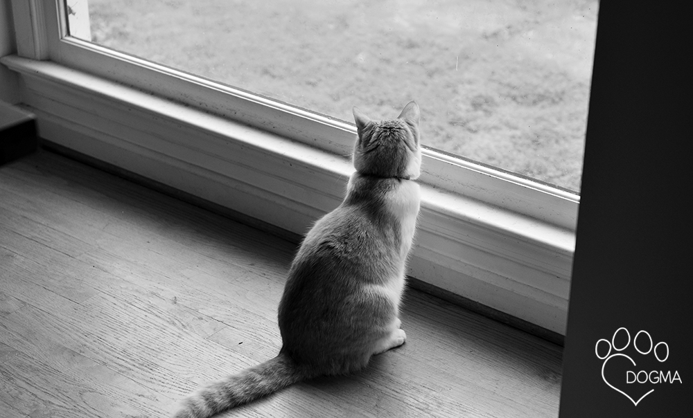 Dogma.me gallery image