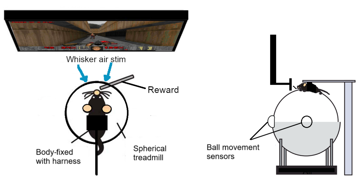 Rats Play Doom gallery image