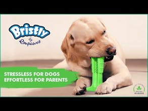 Bristly gallery image