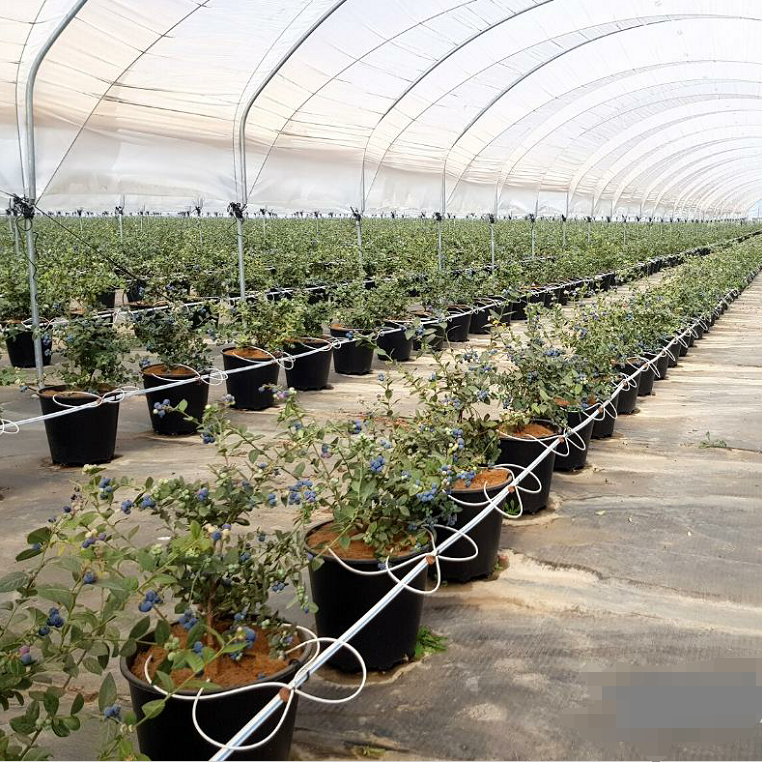 Blaubeeranbau Pot