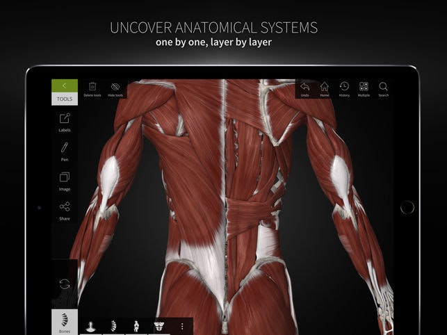 Anatomyka gallery image