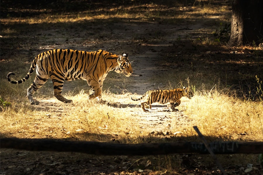 दक्षिण भारत का वन्यजीव यात्रा