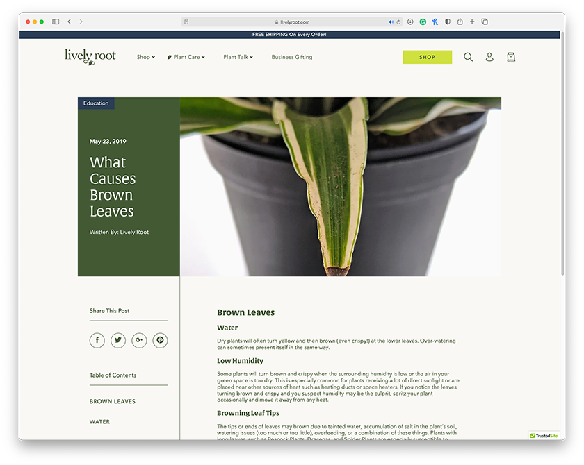 Lively Root gallery image