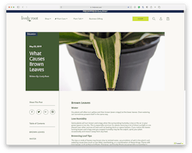 Lively Root gallery image