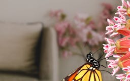 Butterfly Story media 1