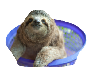 Sloths gallery image