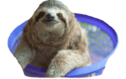 Sloths media 2