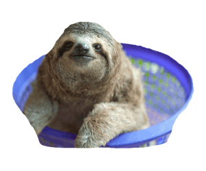 Sloths media 2