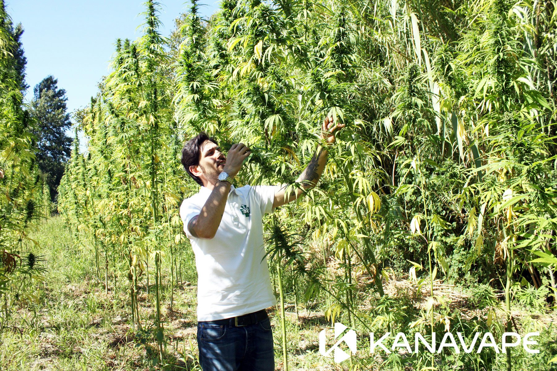 KanaVape gallery image