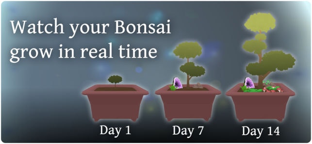Pocket Bonsai gallery image
