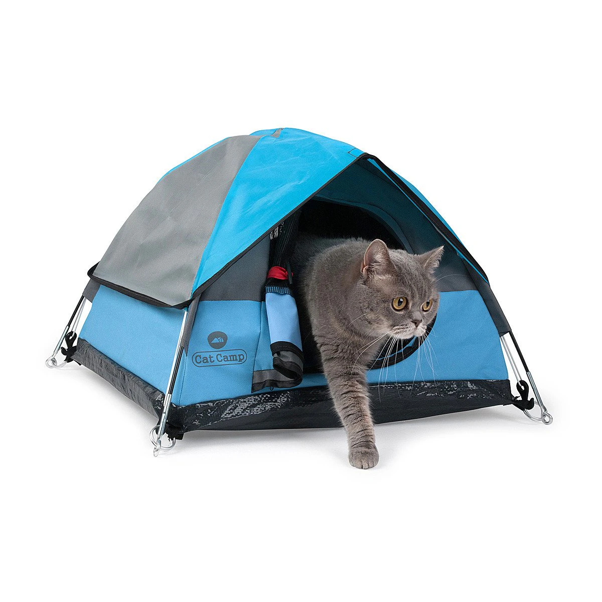 Cat Camp Image