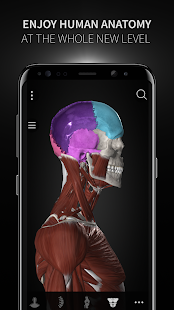 Anatomyka gallery image