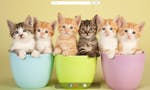 Cute Kitties New Tab Chrome Extension image