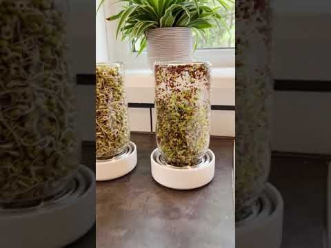Forages Sprout Jar Kit gallery image