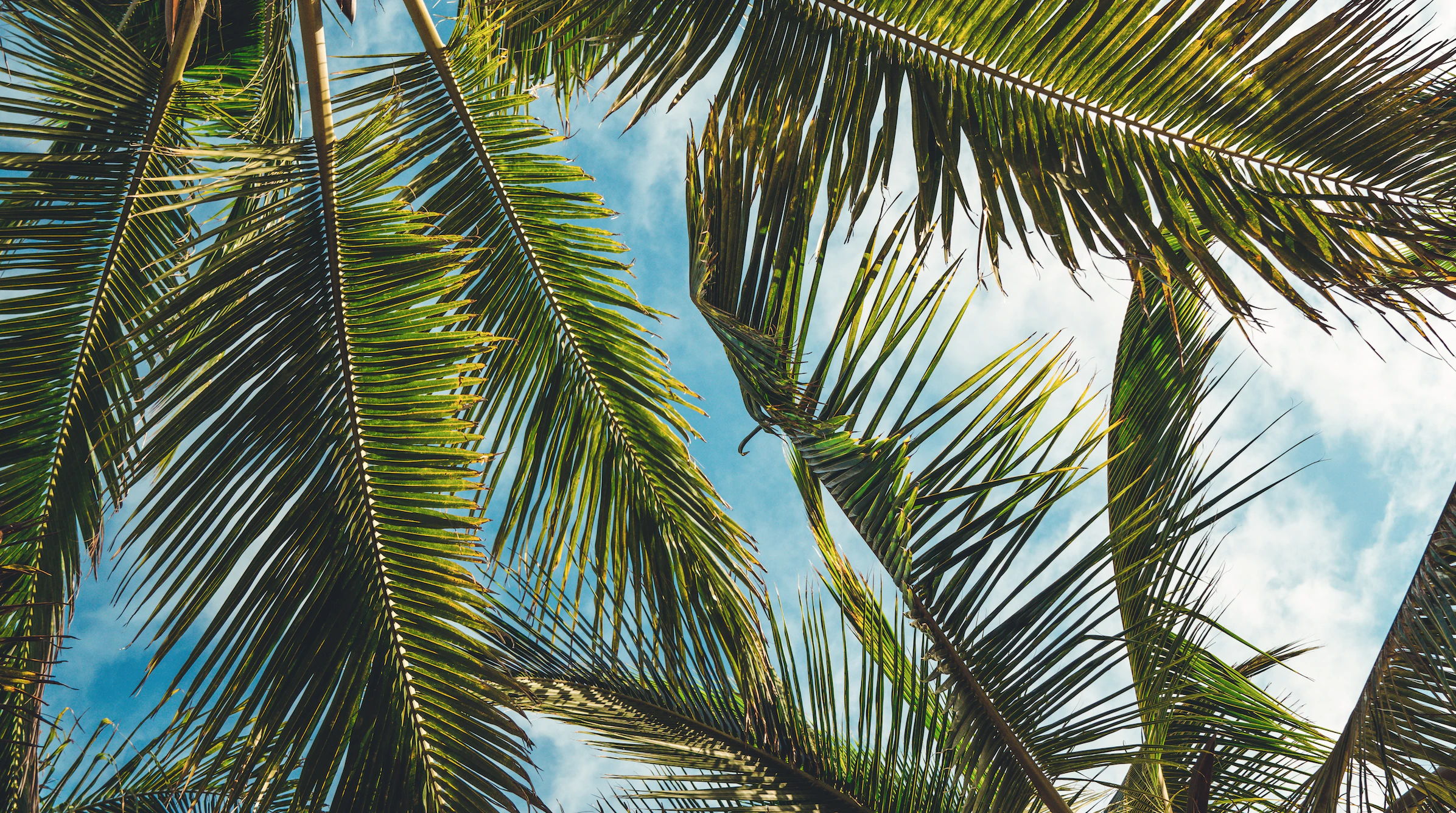 Vahid Taghizadeh cover