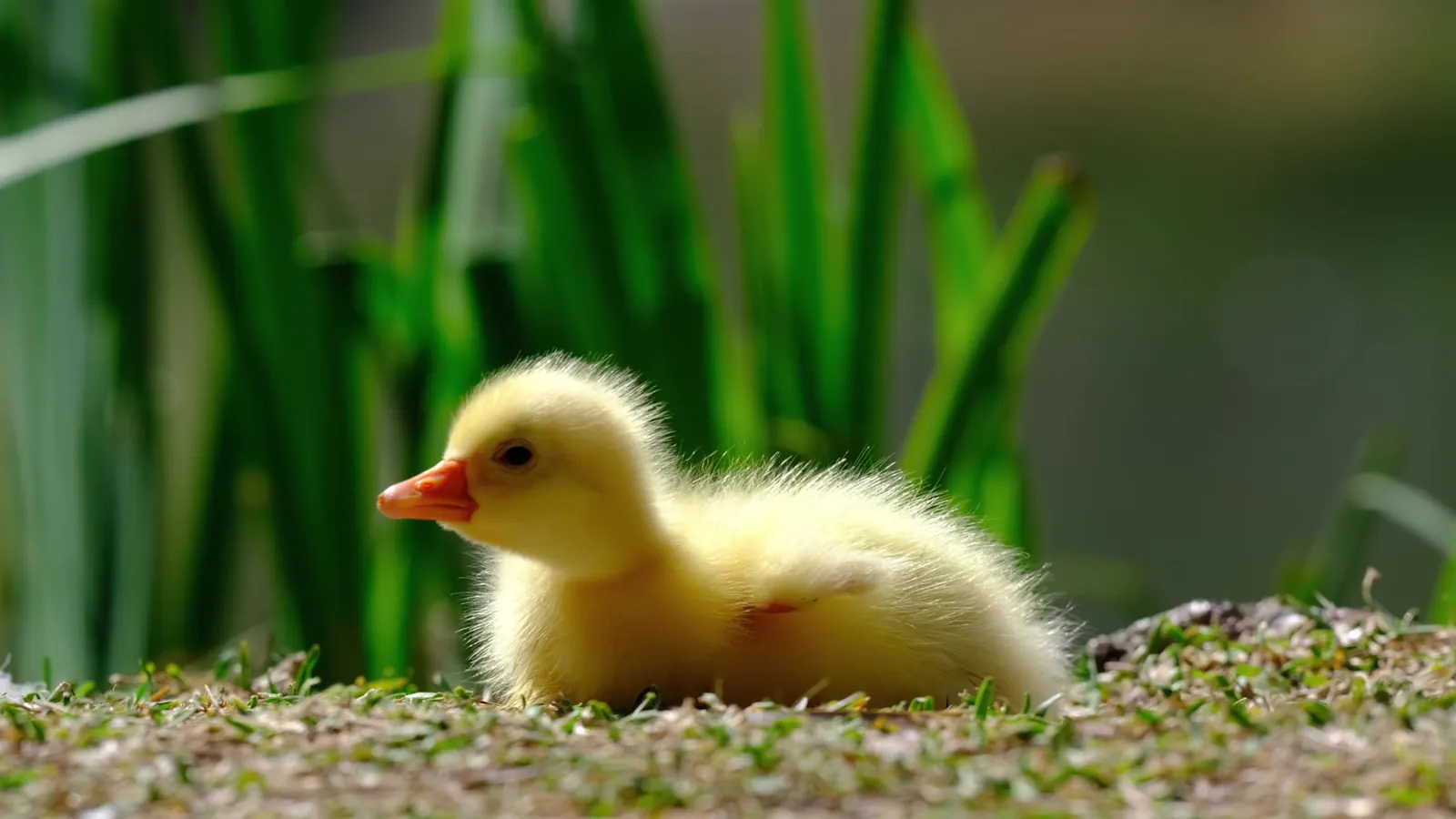 UPSCALEVIDEO screenshot 1
