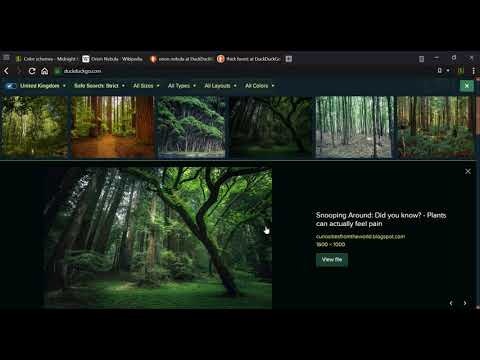 Midnight Lizard gallery image