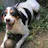 Beagles For Adoption
