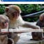 Monkey Wallpapers Chrome Extension
