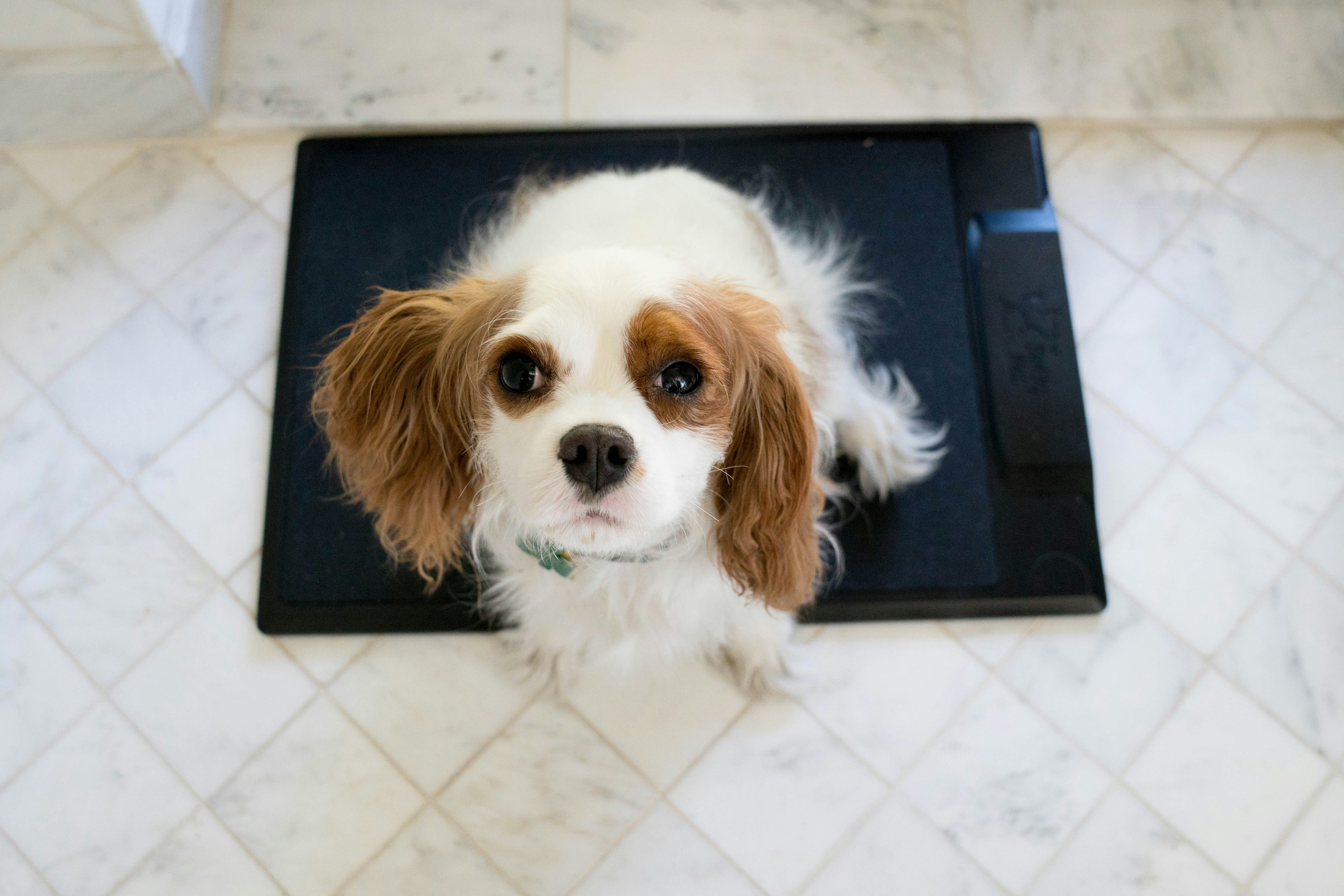 Barking Mat gallery image