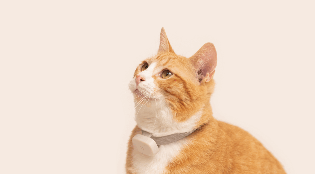 Moggie media 1