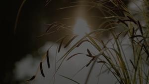 Calmtunes gallery image