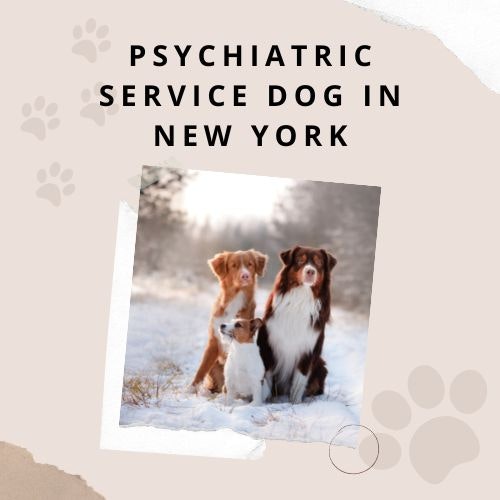 Psychiatrischer Diensthund in New York