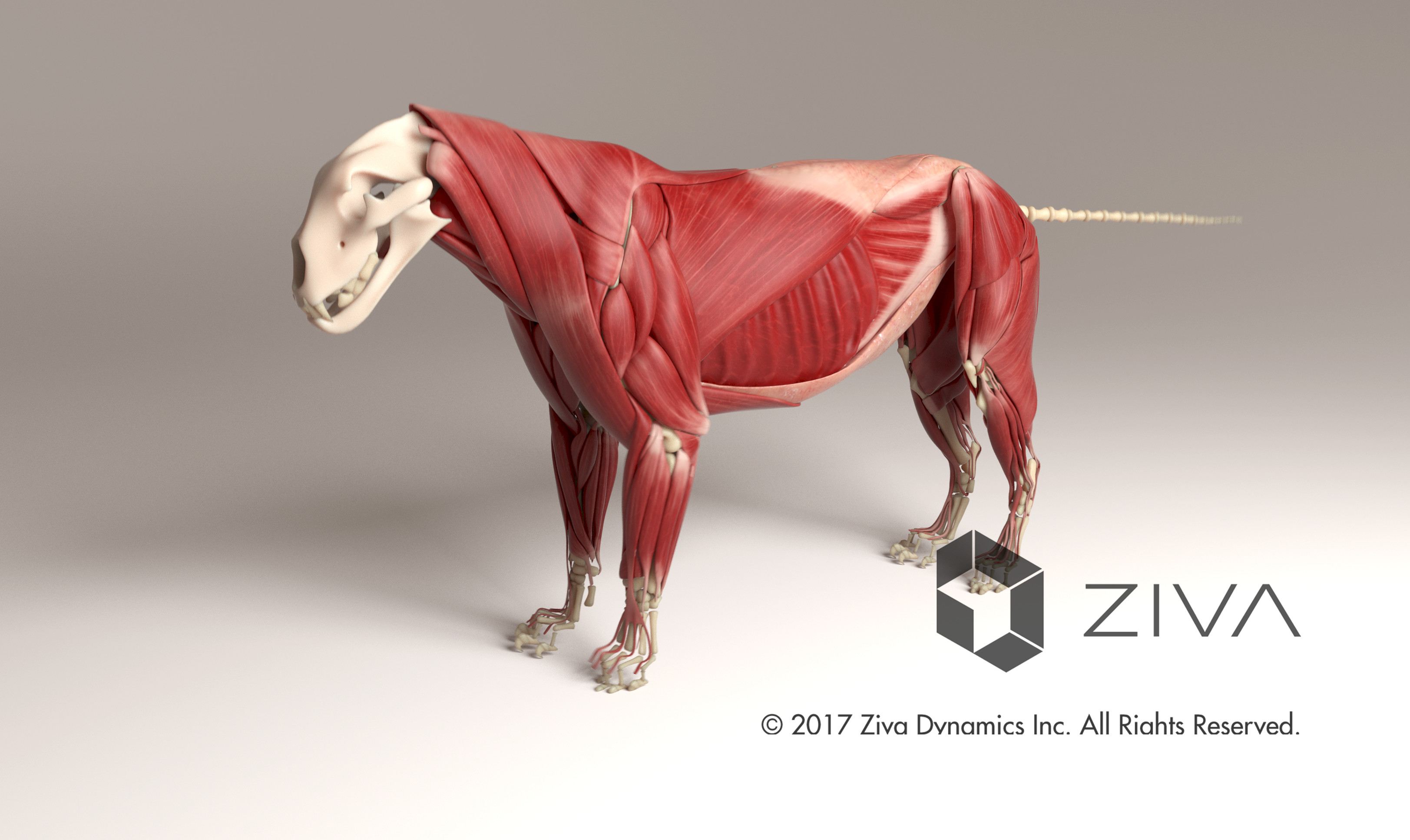 ZIVA VFX gallery image