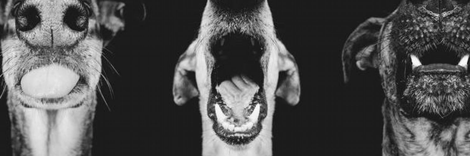 Ivan Altsybieiev cover