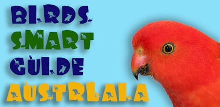 Australia Birds ID gallery image