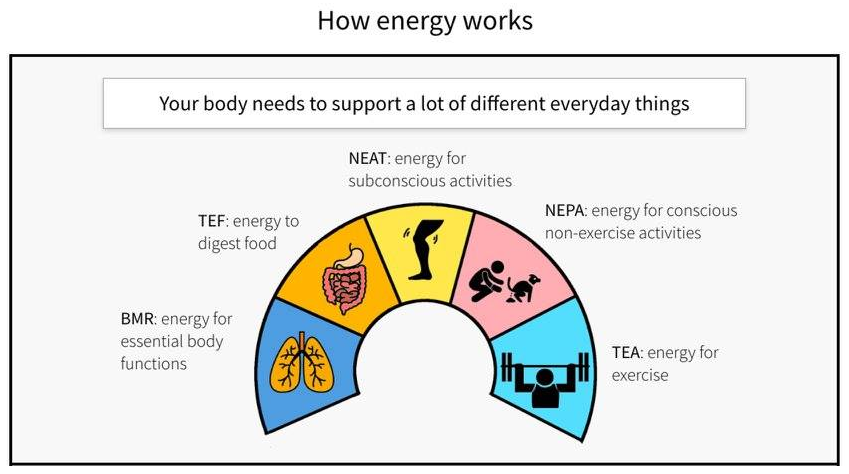 FREE Lose Fat, Build Muscle, Enjoy Life course gallery image