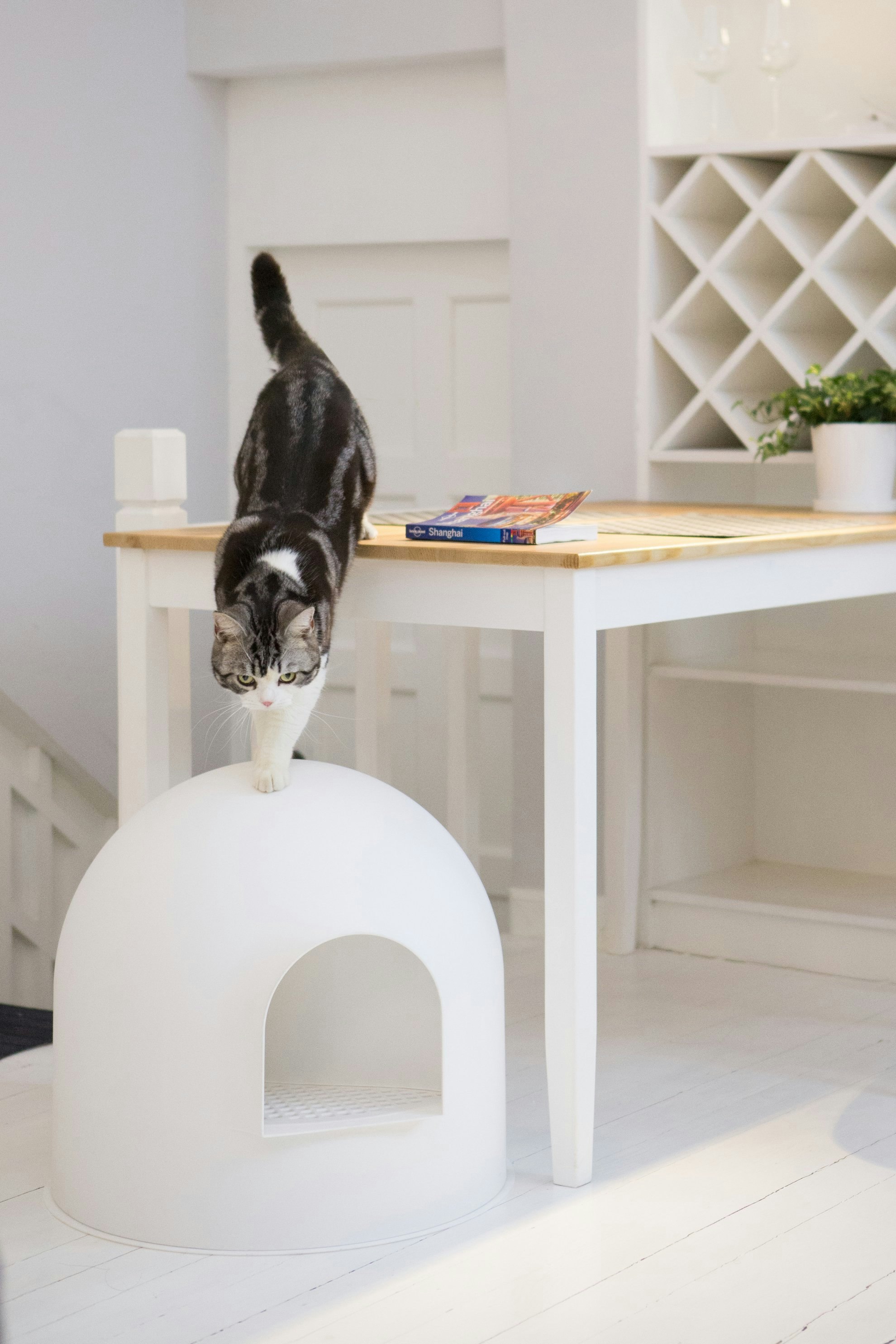 Want an invisible litter box? - try this! pidan igloo litter box gallery image