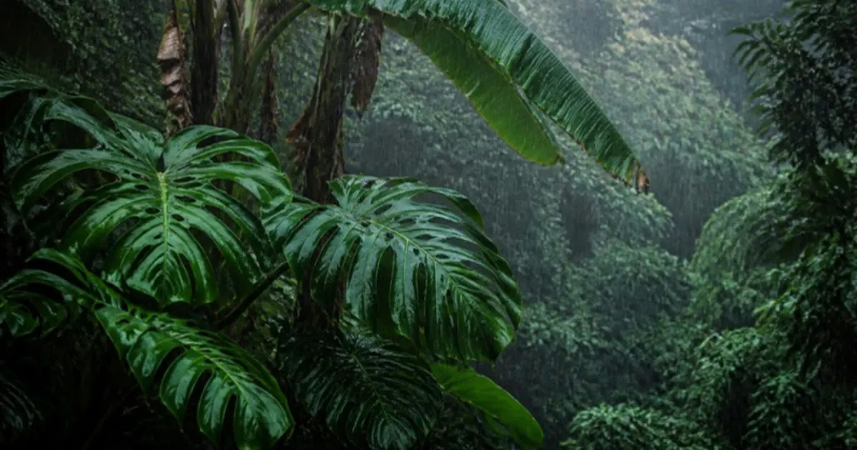 Canopy & Tide gallery image
