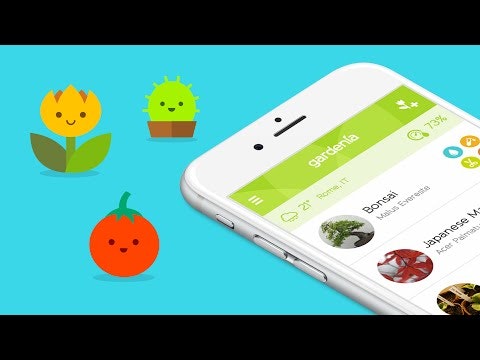 Gardenia gallery image