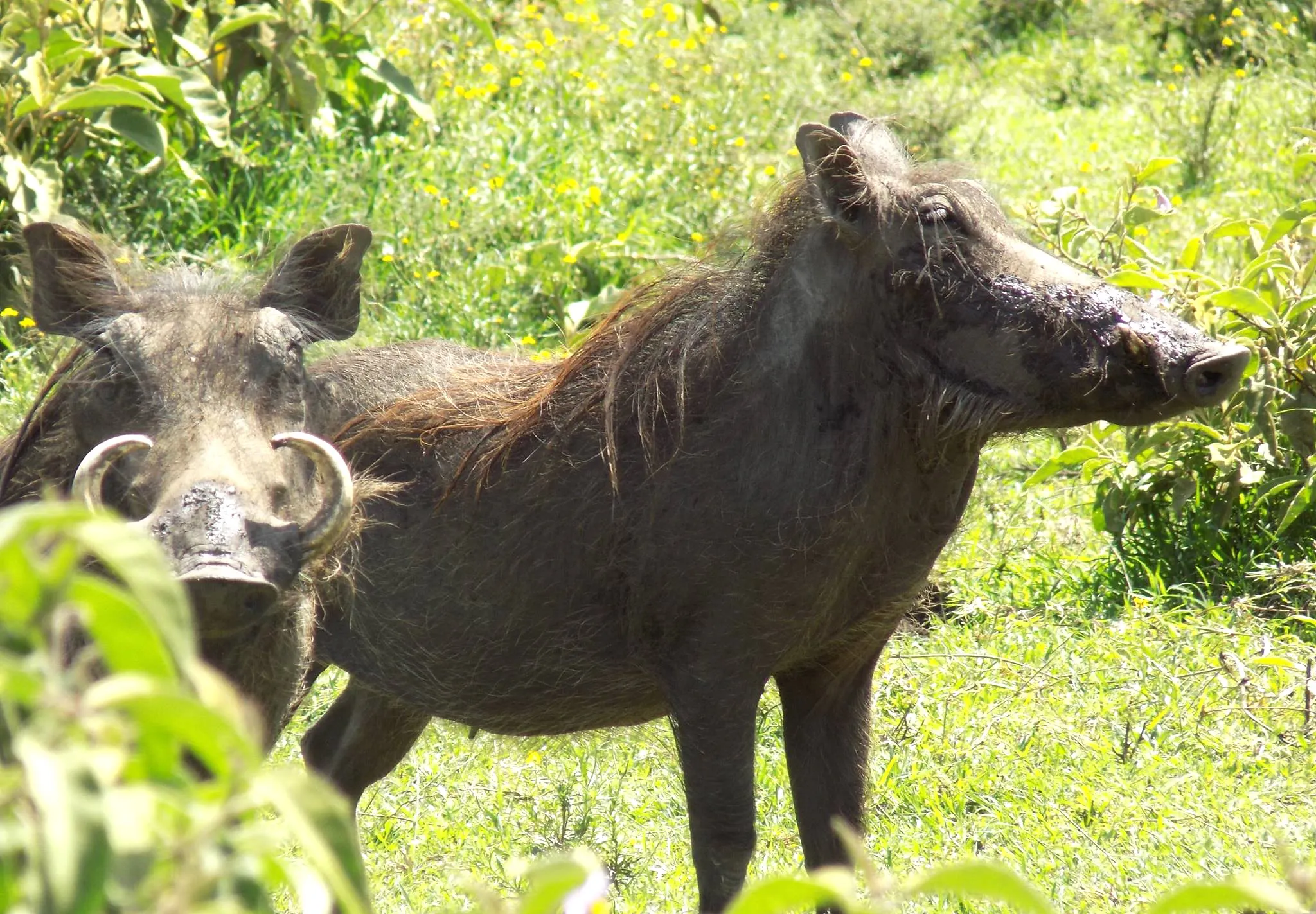 Wildlife Conservation Legacy in Kenya gallery image