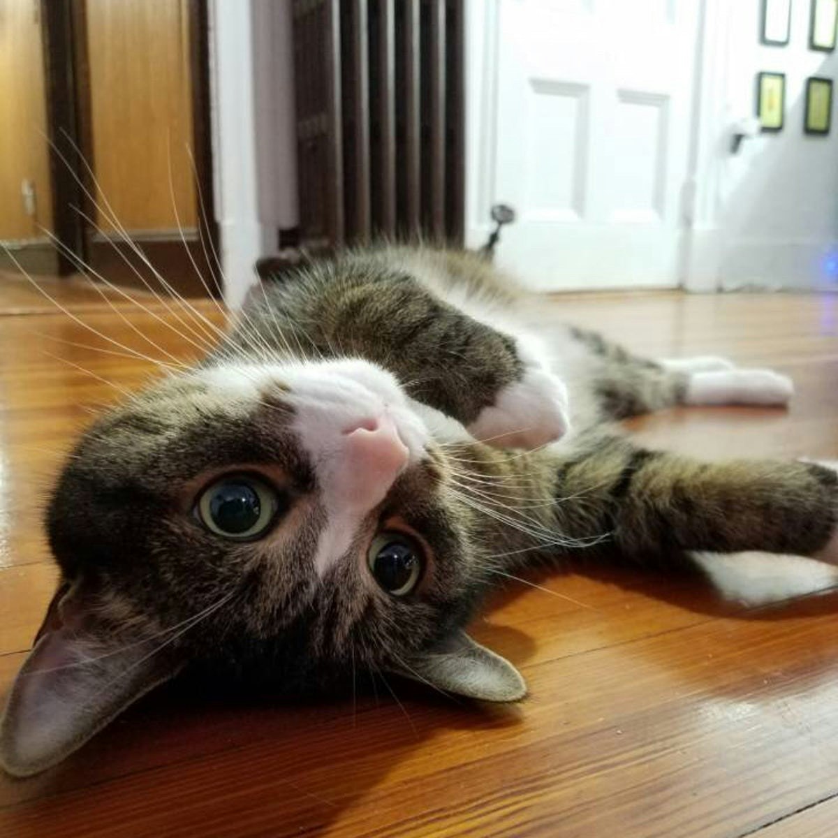 Developurrs gallery image