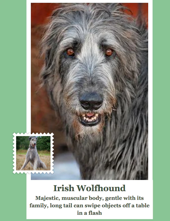 What-Dog Image