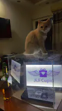 JiJiCupid gallery image
