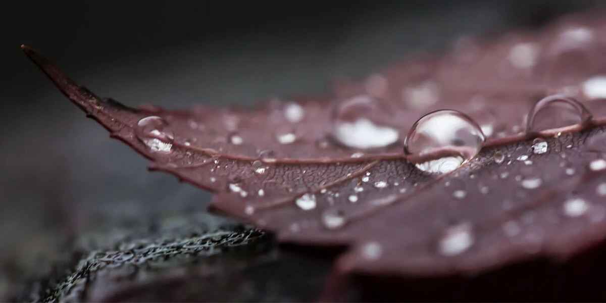 Madhu Chamarty cover