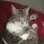 This Cat Does Not Exist