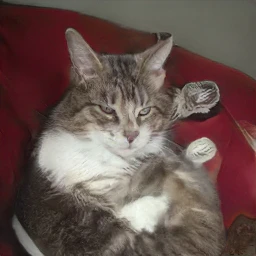 This Cat Does Not Exist Logo